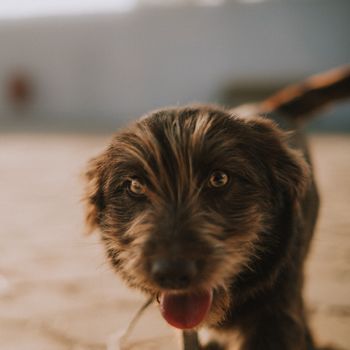 Kočka u veterináře