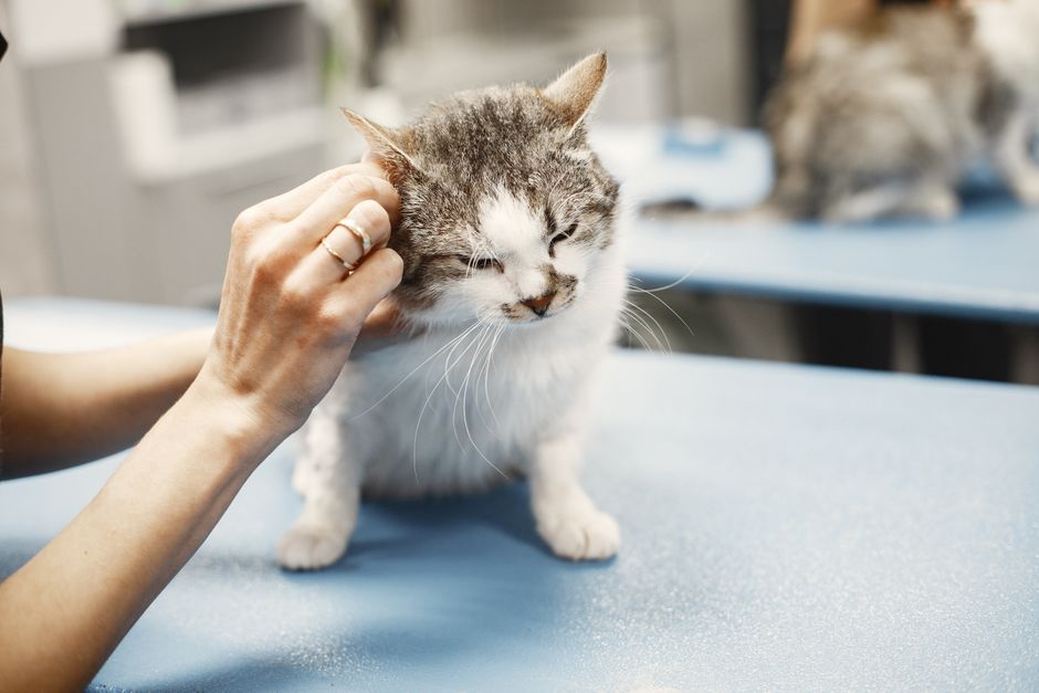 Veterinář vyšetřuje kočku v klinice Štrossovka
